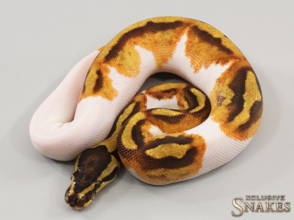 1.0 Enchi Gravel Piebald 2023