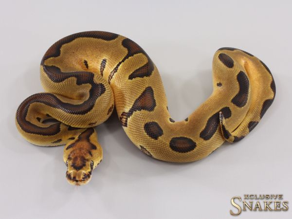 0.1 Enchi Clown het Desert Ghost 2023