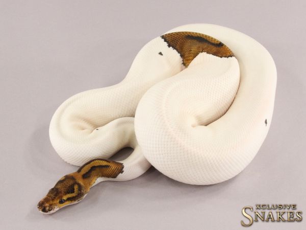 1.0 Yellow Belly Special Piebald 2021 (800g @12.2022)