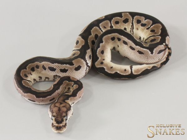 1.0 TSK Axanthic Clown 2025