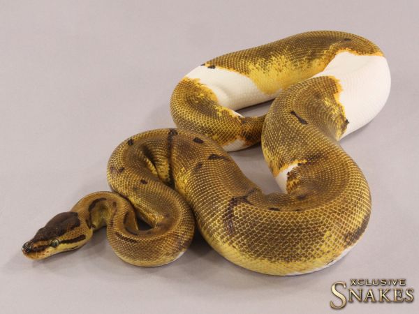 0.1 Enchi Pinstripe Piebald 2021 (1000g @4/2023)