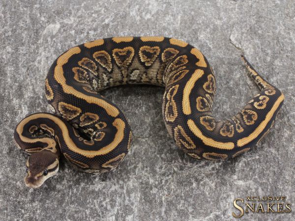 0.1 Black Pastel Yellow Belly / Gravel het Clown 2021