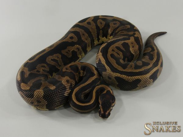 0.1 Confusion double het Desert Ghost Piebald 2021 (1000g @4/2023)