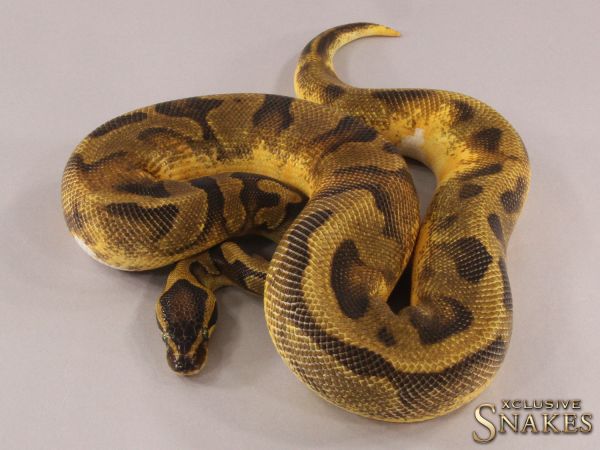 1.0 Enchi Piebald het Lavender 2021 (750g @12.2022)