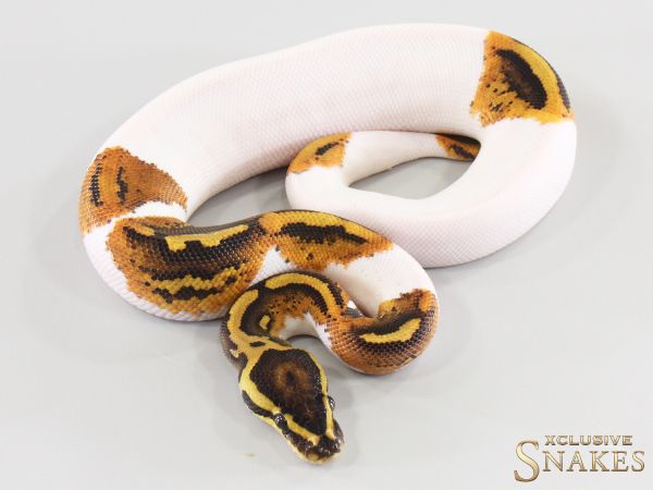 0.1 Gravel Piebald double het Lavender Clown 2026