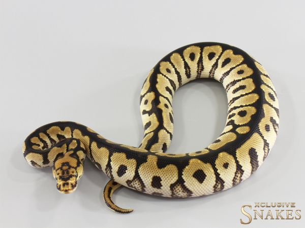 1.0 Spotnose Clown het Desert Ghost 2026