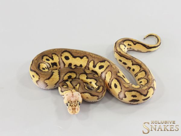 0.1 Pastel Orange Dream Clown 2026