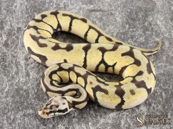 1.0 Pastel Enchi Spotnose het Desert Ghost 2021