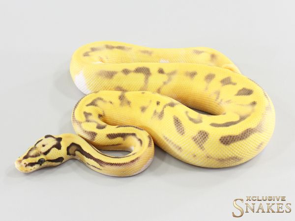 1.0 Super Enchi Pastel Desert Ghost Piebald het Clown 2026