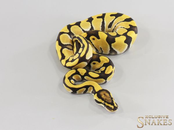 1.0 Enchi Desert Ghost double het Hypo Clown 2026