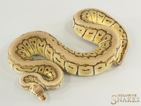 1.0 Lemon Blast triple het Tri-stripe Desert Ghost Clown 2023