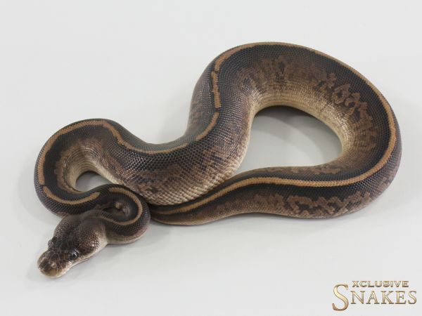 1.0 Copper Cinnamon het Piebald 2026