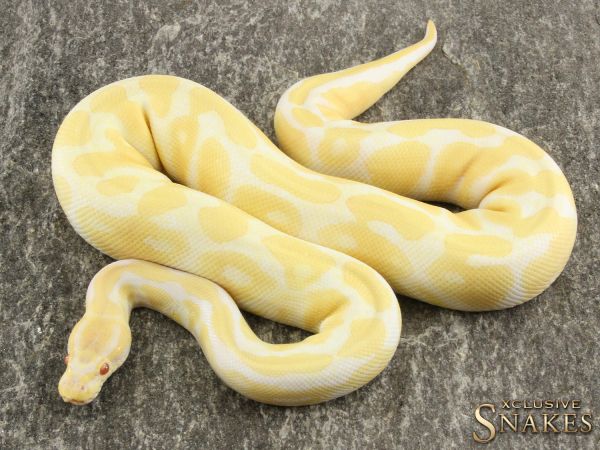 0.1 Albino 50% het Rainbow 2019 (650g@02/21)