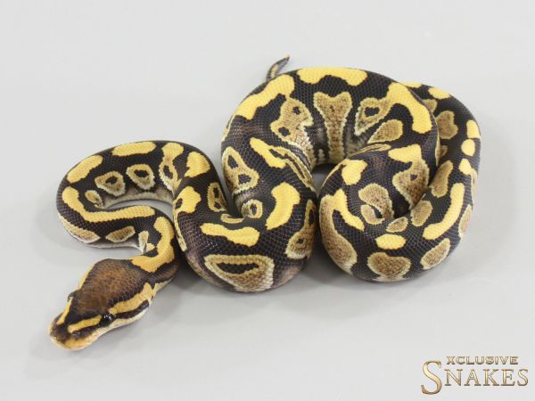 1.0 Wookie Desert Ghost het Clown 2026