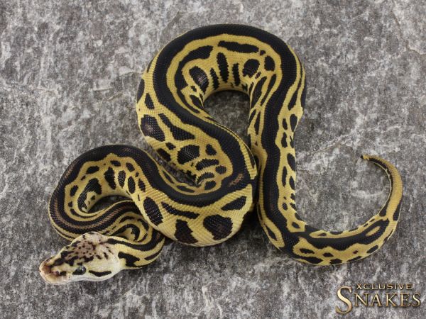 0.1 Pastel Leopard Crypton het Desert Ghost 2021