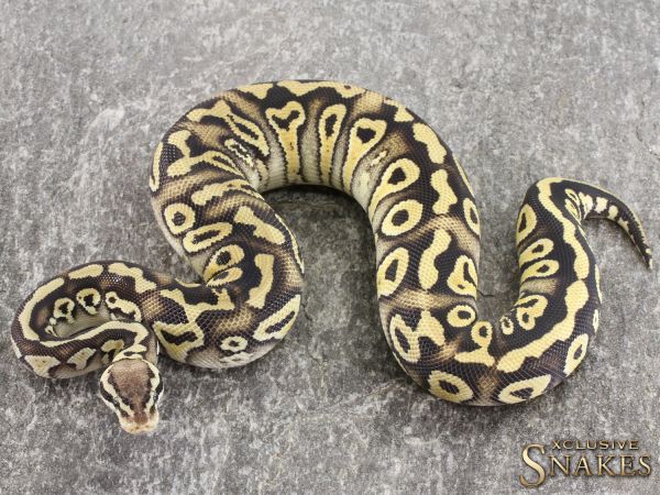 0.1 Pastel Phantom Leopard het Clown 2021