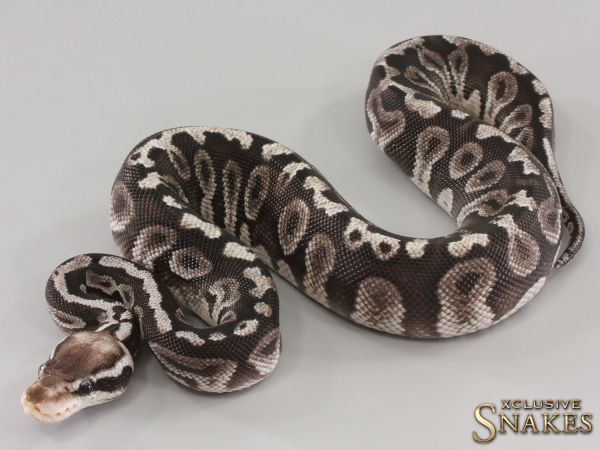 0.1 Mystic Pastel GHI Black Axanthic 2023