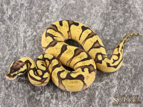 0.1 Pastel Enchi Red Stripe het Desert Ghost 2021