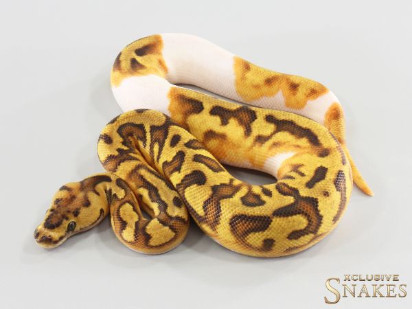 0.1 Enchi Clown Piebald het Lavender 2026