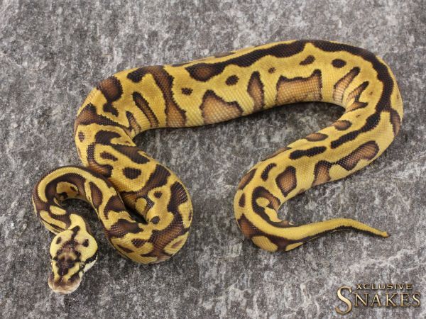 0.1 Pastel Enchi Leopard Gravel het Clown 2021