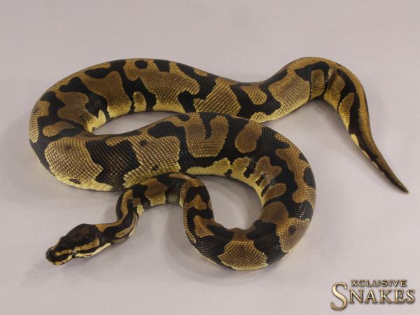 0.1 Enchi Confusion het Piebald 2021 (1550g @03/2024)