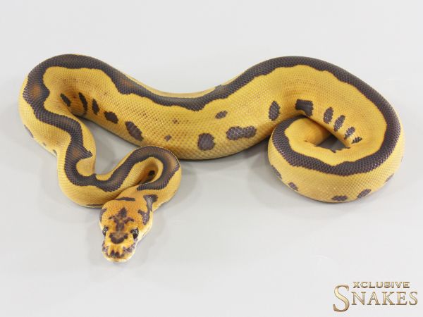 1.0 Leopard Hypo Clown het Desert Ghost 2026