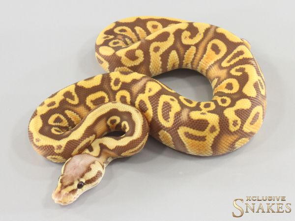 1.0 Pastel Gravel Ultramel het Clown 2026