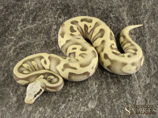 1.0 Pastave Leopard Fire Desert Ghost het Clown or het Cryptic 2021