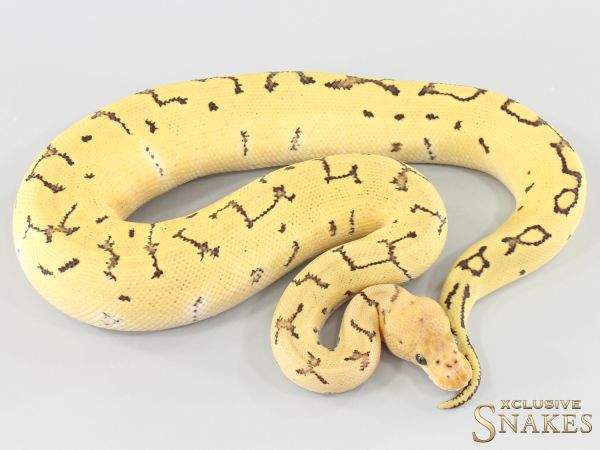 1.0 Pinstripe Desert Ghost Clown het TSK Axanthic 2025
