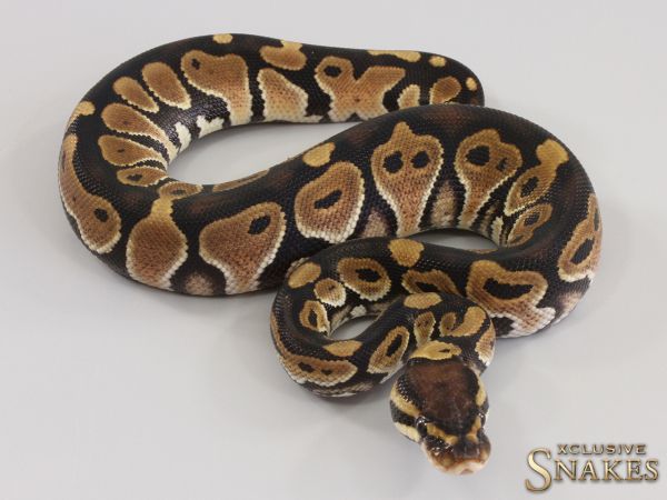 0.1 Het Red Axanthic triple het Hypo Desert Ghost Clown 2023