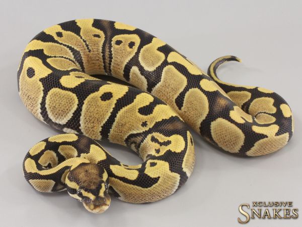 0.1 Desert Ghost het Piebald 2023