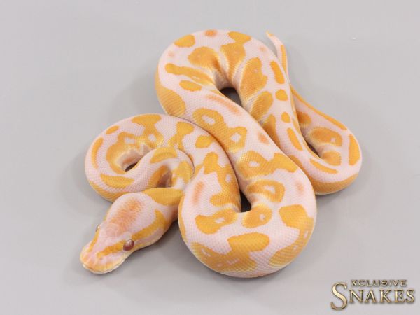 0.1 Black Head Lavender het Clown 2023