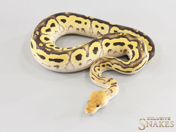 1.0 Bongo Desert Ghost Clown 2026