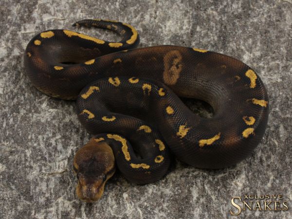 1.0 Copper GHI Yellow Belly pos het Piebald 2021