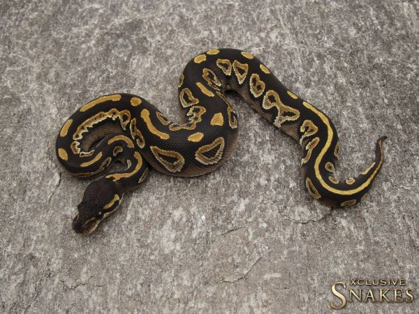 0.1 Black Head Phantom het Albino 2018