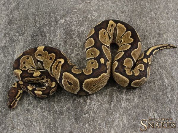 1.0 Special het Dreamsicle (double het Lavender Piebald) 2019