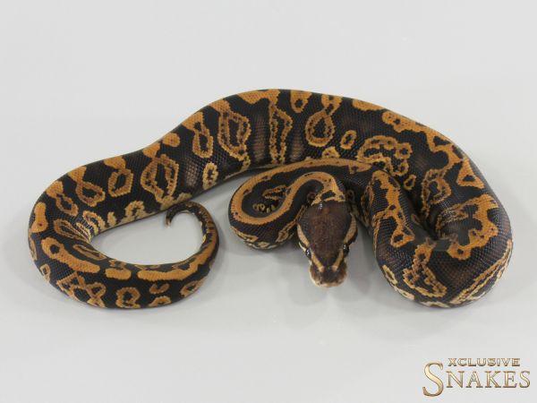 0.1 Confusion Black Pastel Gravel double het Hypo Clown 2026
