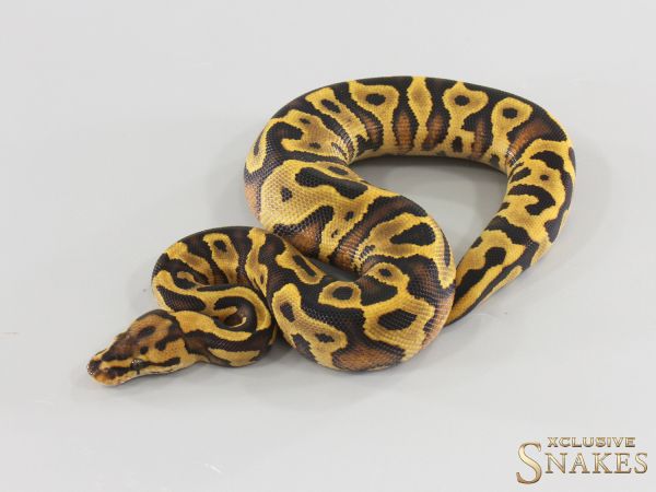 0.1 Vanilla Leopard Yellow Belly het Clown 2026