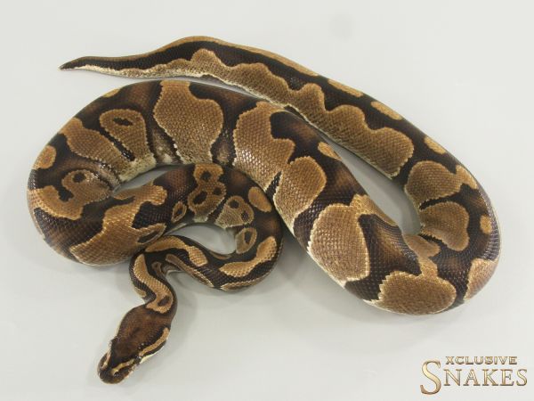 1.0 Triple het Sunset Desert Ghost Piebald 2021