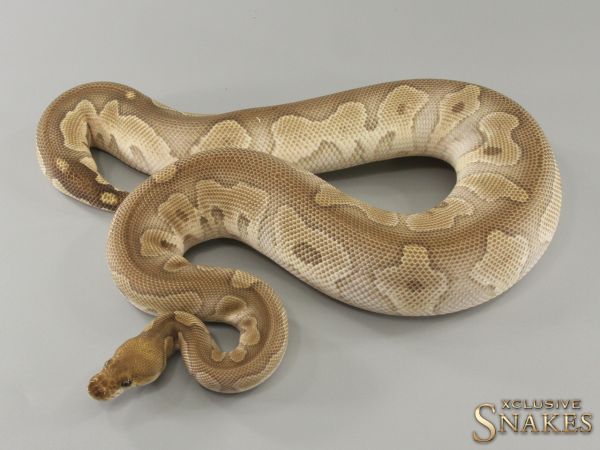 0.1 Mojave Clown het Hypo 66% het Desert Ghost 2022