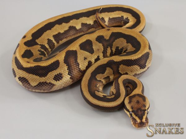 1.0 Fire Gravel Leopard triple het Desert Ghost Clown Piebald 2023