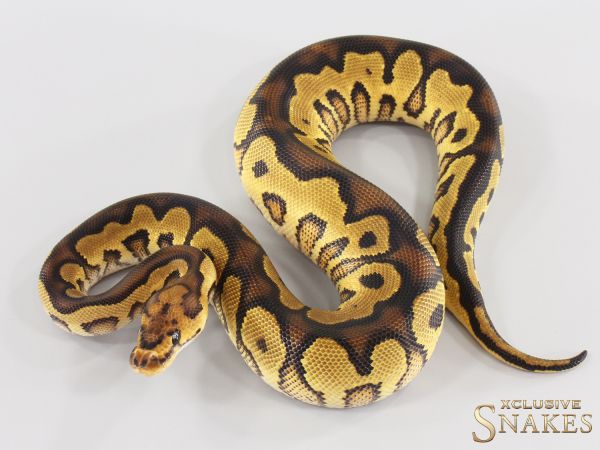 0.1 Yellow Belly Clown double het Desert Ghost Piebald 2026