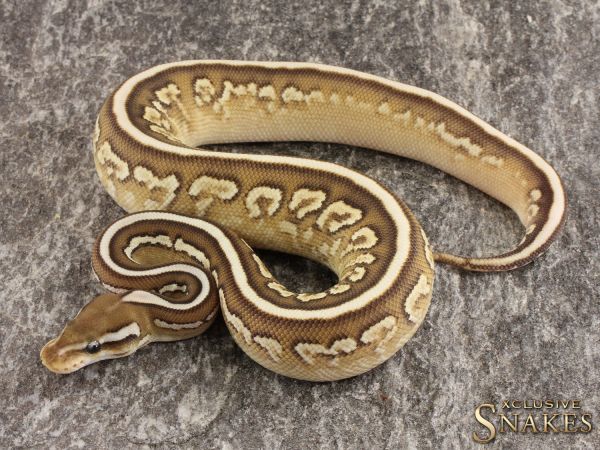 0.1 Lesser Black Pastel Spotnose Gravel 50% het Clown 2022