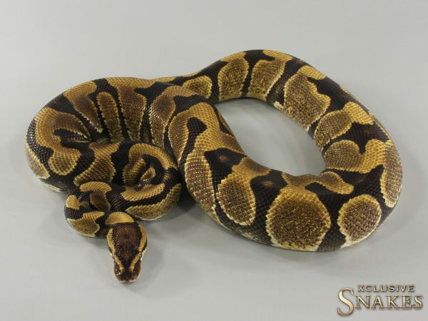 1.0 Enchi NR Mandarin 2021 (900g @12.2022)