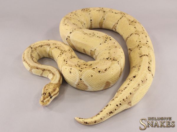 0.1 Banana het Desert Ghost 2015 (2820g @12/2022)