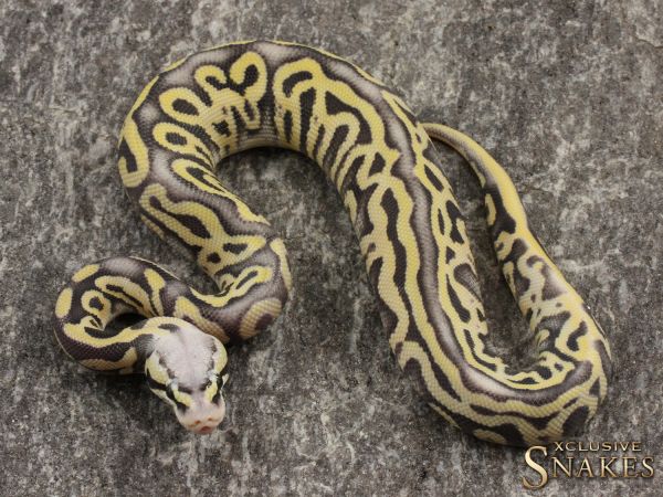 1.0 Super Pastel Leopard Desert Ghost het Clown or het Cryptic 2021