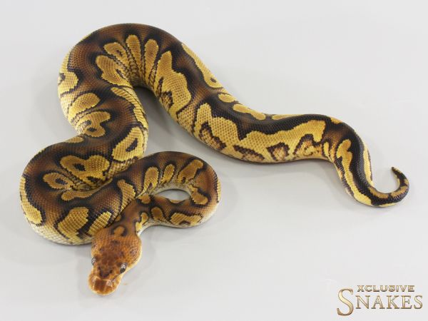 1.0 Wookie Gravel Clown double het Hypo Desert Ghost 2026