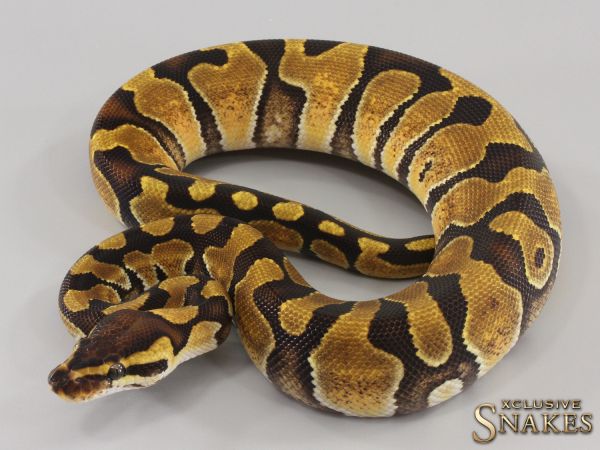 0.1 Enchi double het Ultramel Clown 2023