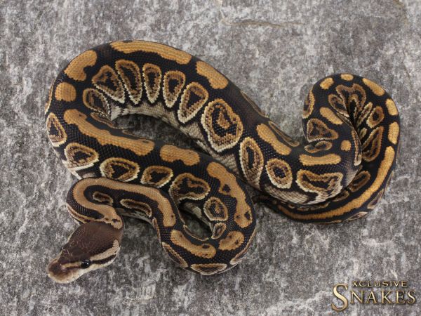 0.1 Black Pastel het Hypo 50% het Clown 2021