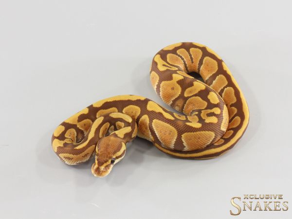 0.1 Orange Dream Ultramel het Clown 2026